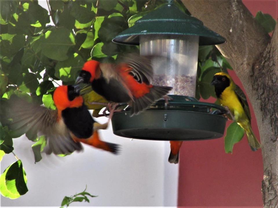 Bed and Breakfast Squirrels Corner Montagu Exteriér fotografie